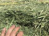 Alfalfa Hay for sale - фото 1