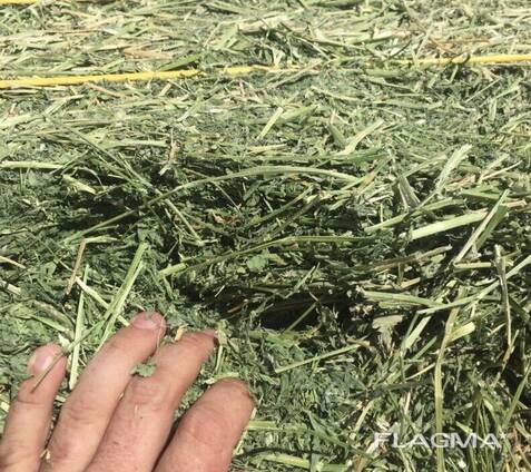 Alfalfa Hay for sale