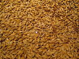 Barley for feed and food Non GMO - photo 1