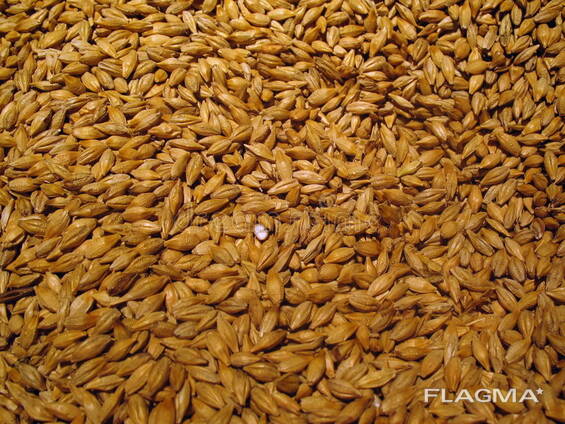 Barley for feed and food Non GMO