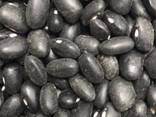 Beans from Ukraine - photo 1