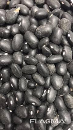 Beans from Ukraine
