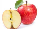 Best Apples, Fuji and Gala apples, Best market price , all sizes - фото 2