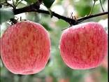 Best Apples, Fuji and Gala apples, Best market price , all sizes - фото 3