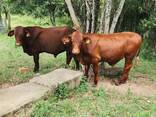 Bulls and Cattles - фото 3