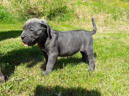 Cane Corso hvalpe