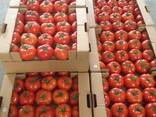 Cherries, sour cherries, apricots, peaches, peach nectarines, - photo 2