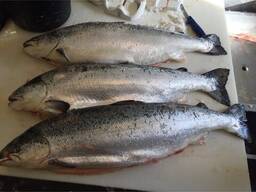 Chilled/Fresh Atlantic Salmon