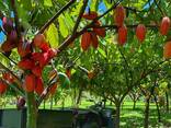 Cocoa For Sale - photo 1
