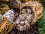 Cocoa For Sale - photo 2