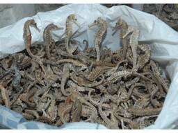 Dried Seahorse High Grade Wholesale Sea Cucumber Dried Sea Cucumber