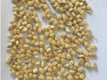 Фермерське господарство пробає продовольче зерно кукурудзи від виробника з господарства - фото 1