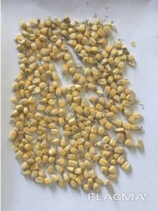 Фермерське господарство пробає продовольче зерно кукурудзи від виробника з господарства