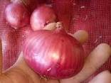 Fresh harvest of red and yellow onion - photo 2