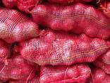 Fresh harvest of red and yellow onion - photo 4
