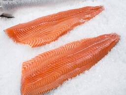 Frozen Salmon Premium Quality Salmon Fillet