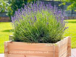 Garden boxes-constructors