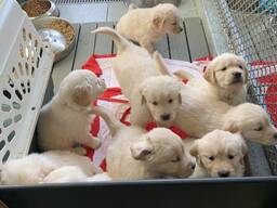 Golden retriever hvalpe