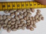 beans - photo 1