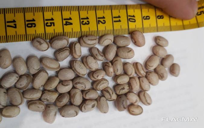 beans