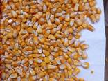 I will sell feed corn on FOB Reni 12500t - photo 1