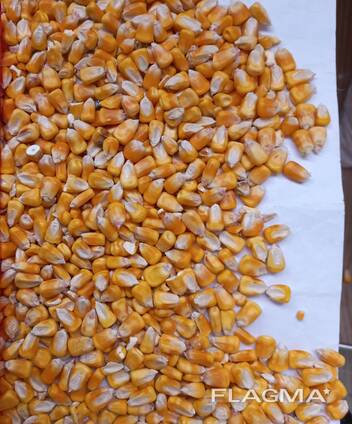 I will sell feed corn on FOB Reni 12500t