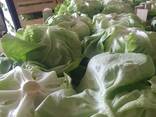 Латук - фото 1