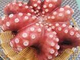 Мороженные морепродукты и рыба в Данию от завода из Китая - фото 8