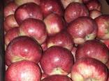 Polish apples (wide range of varieties) - фото 13
