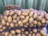 Polske kartofler: Vineta, Soraya, Queen Anne og andre. - photo 1