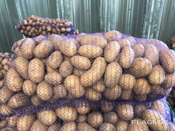 Polske kartofler: Vineta, Soraya, Queen Anne og andre.