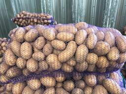 Polske kartofler: Vineta, Soraya, Queen Anne og andre.