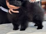 Pomeranian hvalpe - фото 3