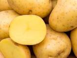 Potatoes - фото 2