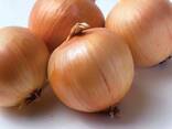 Quality Onions - фото 3
