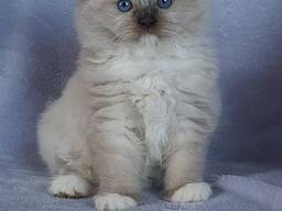 Ragdoll-killinger til adoption
