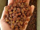 Raisins Sultana Aftabi (brown, confectionery) - фото 1