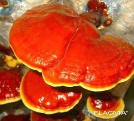 Reishi-svamp, Lingzhi, Ganoderma lucidum