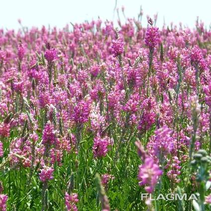 Семена многолетних кормовых трав