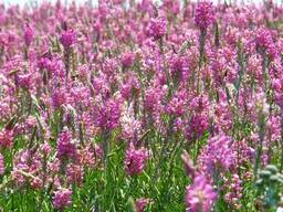 Семена многолетних кормовых трав