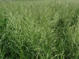 Семена многолетних кормовых трав - photo 5