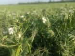 Семена многолетних кормовых трав - photo 6