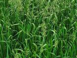 Семена многолетних кормовых трав - photo 8