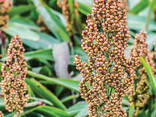 Семена многолетних кормовых трав - photo 10