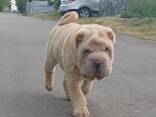 Sharpei puppy - photo 1