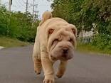 Sharpei puppy - фото 1