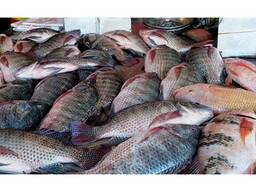 Sourcing Alive Frozen Oceanblossoms Tilapia Fish