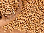 Soya (soybeans) - фото 1