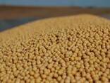 Soya (soybeans) - фото 2