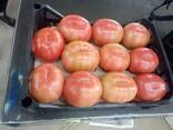TOMATO - фото 2